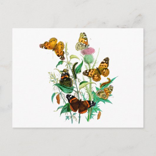 Butterflies en Thistle Briefkaart (Voorkant)