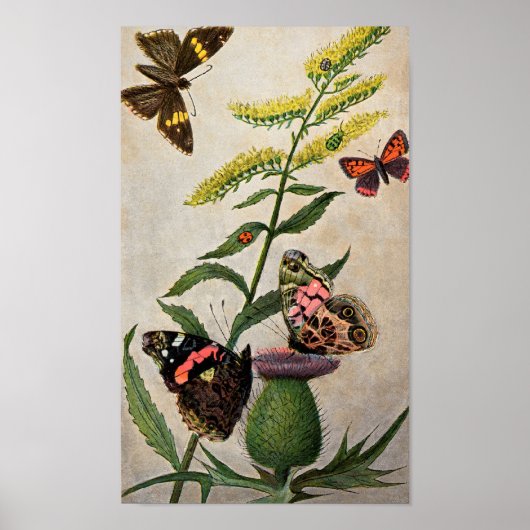 Butterflies en Thistle Poster (Voorkant)