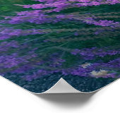 BUTTERFLIES FAVORITE PAARSE LOOSESTRIFE POSTER (Hoek)