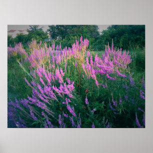 BUTTERFLIES FAVORITE PAARSE LOOSESTRIFE POSTER