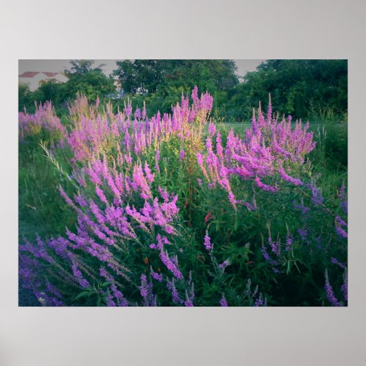 BUTTERFLIES FAVORITE PAARSE LOOSESTRIFE POSTER (Voorkant)
