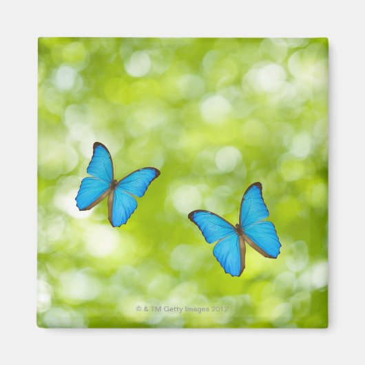 Butterflies fly, Digital Composite Magneet (Voorkant)