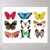 Butterflies Geel Blauw Roze Groen Poster (Voorkant)