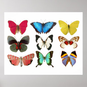 Butterflies Geel Blauw Roze Groen Poster