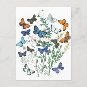  Butterflies Illustratie Briefkaart