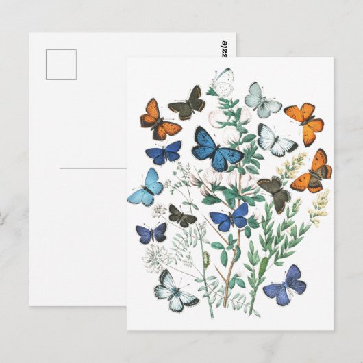  Butterflies Illustratie Briefkaart (Voorkant / Achterkant)