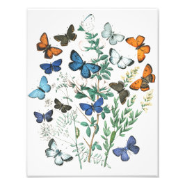  Butterflies Illustratie Foto Afdruk