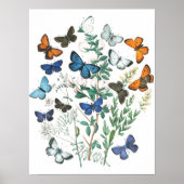  Butterflies Illustratie Poster (Voorkant)