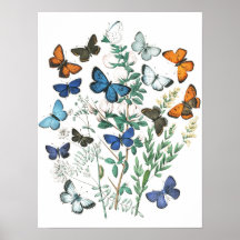  Butterflies Illustratie