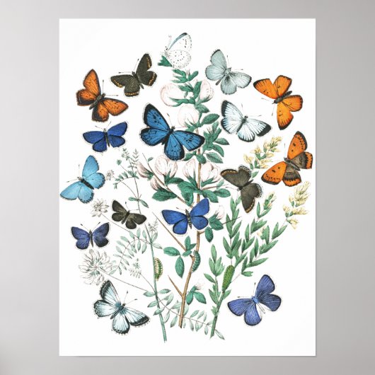  Butterflies Illustratie Poster (Voorkant)