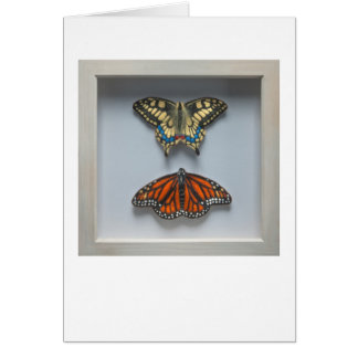 Butterflies "in a lijst" Entomology blanco kaart