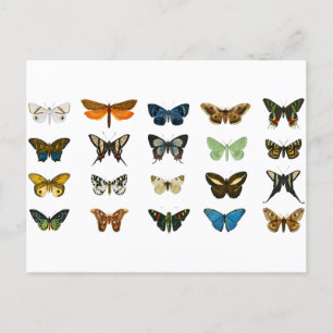 Butterflies Insect Animal Briefkaart
