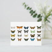 Butterflies Insect Animal  Briefkaart (Staand voorkant)