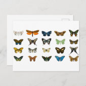 Butterflies Insect Animal  Briefkaart (Voorkant / Achterkant)