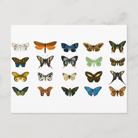 Butterflies Insect Animal  Briefkaart (Voorkant)