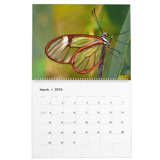 Butterflies Kalender (Mar 2026)