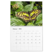 Butterflies Kalender (Feb 2026)