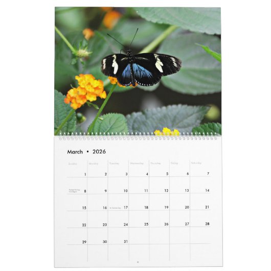 Butterflies Kalender (Mar 2026)