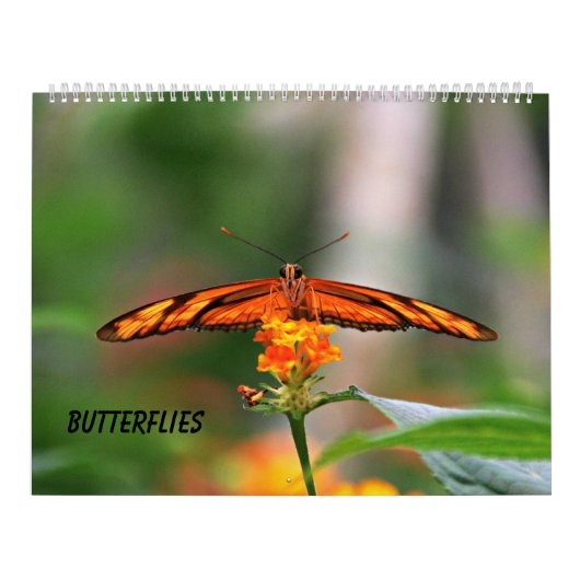 Butterflies Kalender (Hoes)