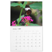 Butterflies Kalender (Jan 2027)