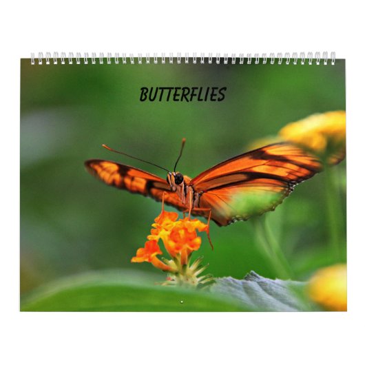 Butterflies Kalender (Hoes)