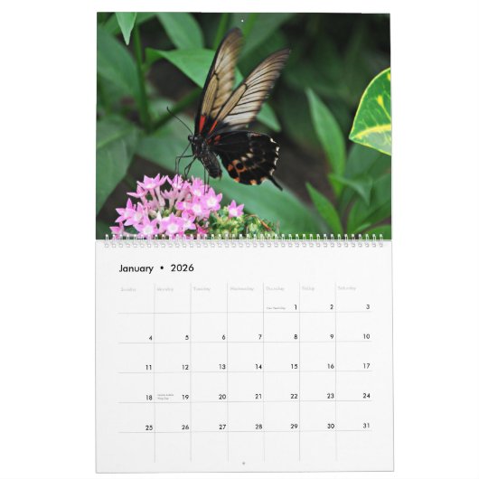 Butterflies Kalender (Jan 2026)