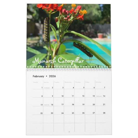 Butterflies Kalender (Feb 2026)