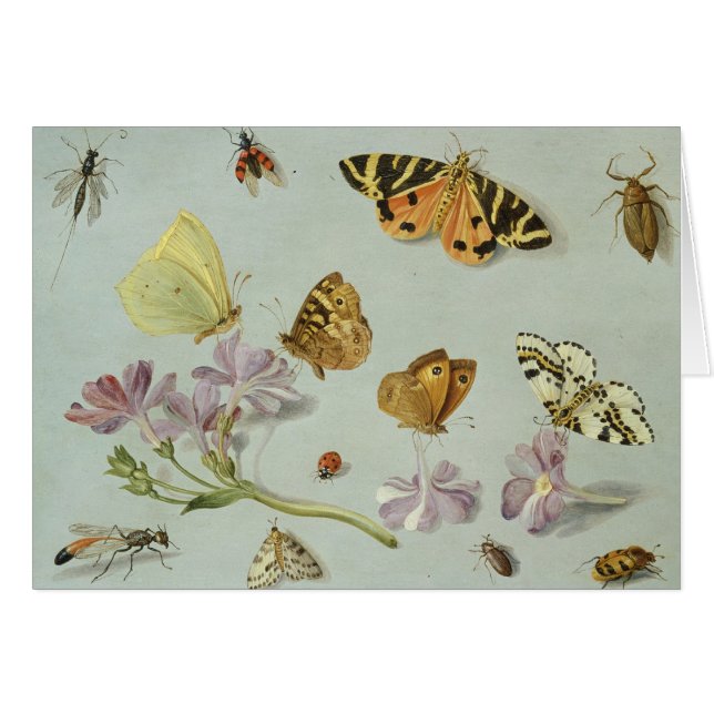 Butterflies, moden en andere insecten (Voorkant Horizontaal)