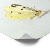 Butterflies, moden en andere insecten poster (Hoek)