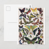 Butterflies Moth Insect Wings Briefkaart (Voorkant / Achterkant)
