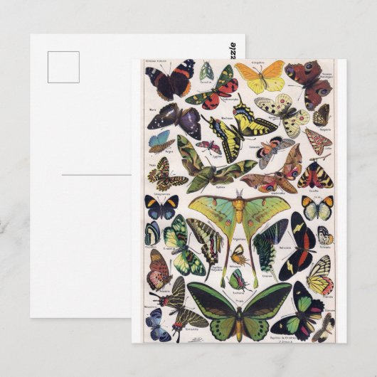Butterflies Moth Insect Wings Briefkaart (Voorkant / Achterkant)