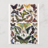 Butterflies Moth Insect Wings Briefkaart (Voorkant)