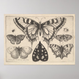 Butterflies Moth Lepidoptera Print (59)