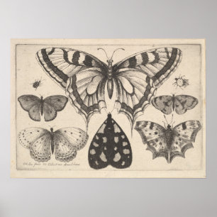 Butterflies Moth Lepidoptera Print (59)