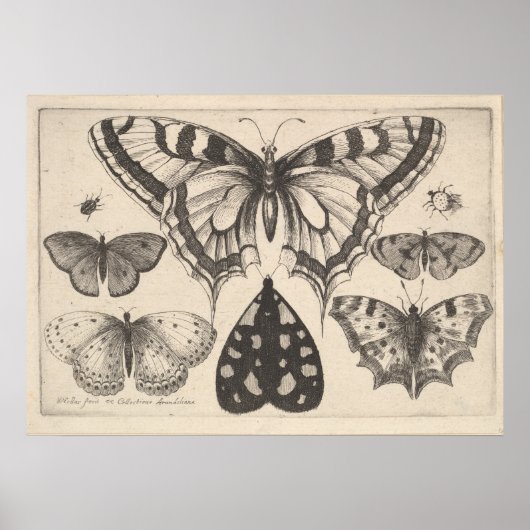 Butterflies Moth Lepidoptera Print (59) (Voorkant)