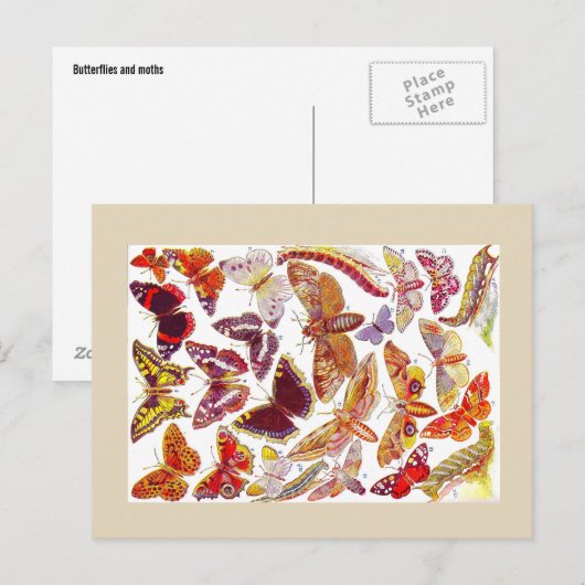 Butterflies Moths  Briefkaart | Insecten (Voorkant / Achterkant)