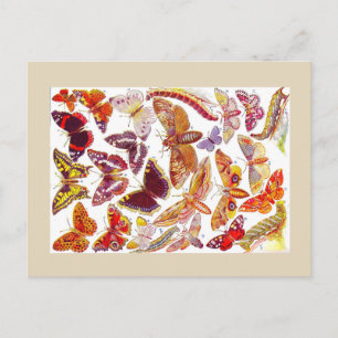 Butterflies Moths  Briefkaart   Insecten