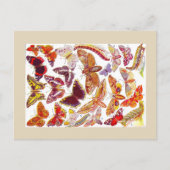 Butterflies Moths  Briefkaart | Insecten (Voorkant)