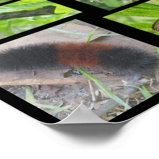 Butterflies Moths & Caterstaanders Poster (Hoek)