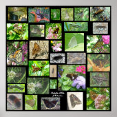 Butterflies Moths & Caterstaanders Poster (Voorkant)