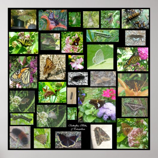 Butterflies Moths & Caterstaanders Poster (Voorkant)