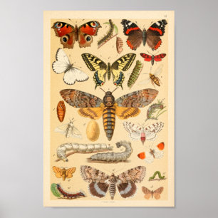 Butterflies Moths Caterstyle Collectie Art Print