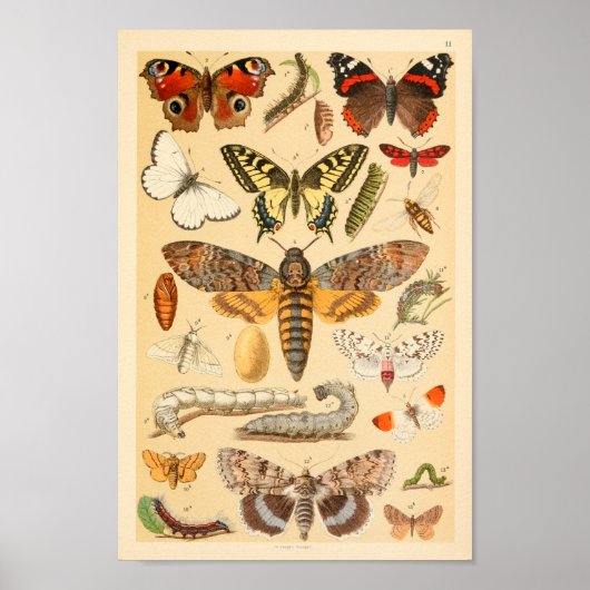 Butterflies Moths Caterstyle Collectie Art Print (Voorkant)