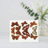  Butterflies & Moths Zoölogische Schets Post Briefkaart (Staand voorkant)