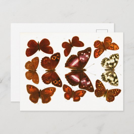  Butterflies & Moths Zoölogische Schets Post Briefkaart (Voorkant / Achterkant)