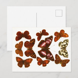  Butterflies & Moths Zoölogische Schets Post Briefkaart