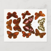  Butterflies & Moths Zoölogische Schets Post Briefkaart (Voorkant)