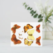 Butterflies & Moths Zoölogische Schets Post Briefkaart (Staand voorkant)