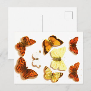  Butterflies & Moths Zoölogische Schets Post Briefkaart