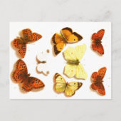 Butterflies & Moths Zoölogische Schets Post Briefkaart (Voorkant)